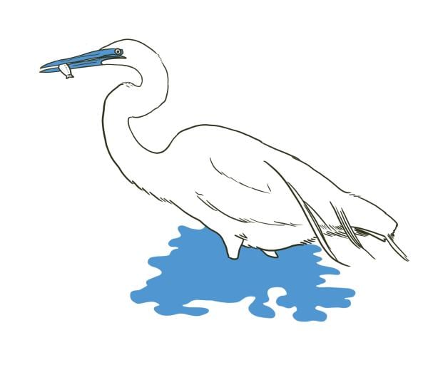 duck for water stories