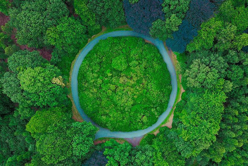Aerial shot of lush green forest