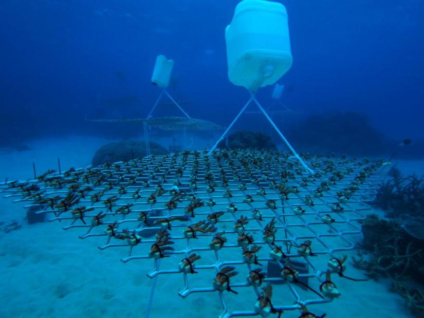 coral nursery