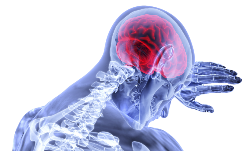 brain