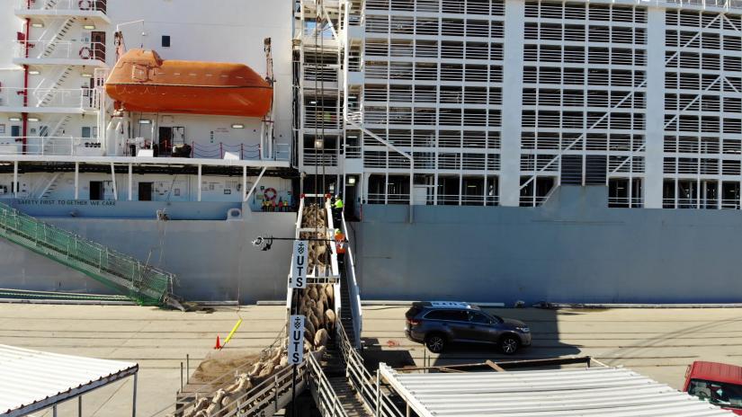 A picture of sheep being counted and loaded onto a boat