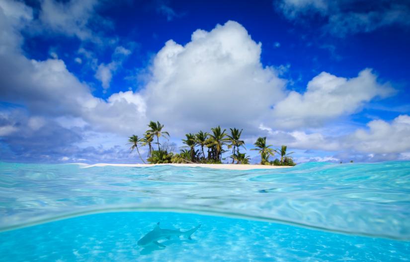 A blacktip reef shark in the Cocos-Keeling Islands, Indian Ocean.