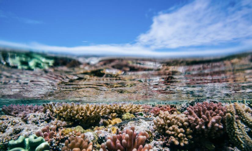 Underwater shot of healthy corals at Heron Island