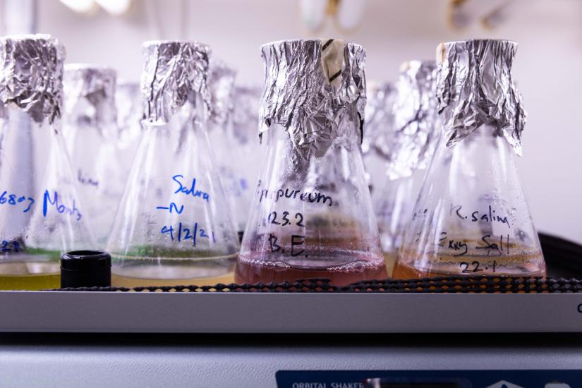 glass beakers containing seaweed solutions