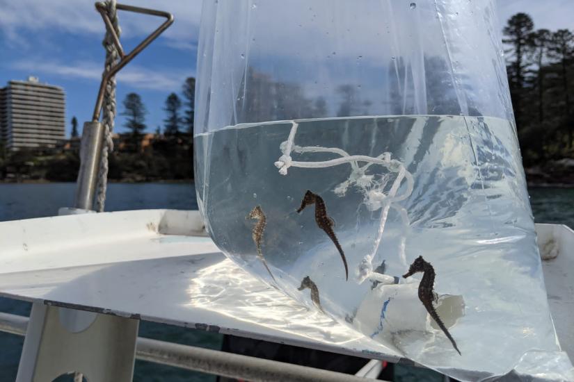 Baby seahorses awaiting release into Sydney Harbour