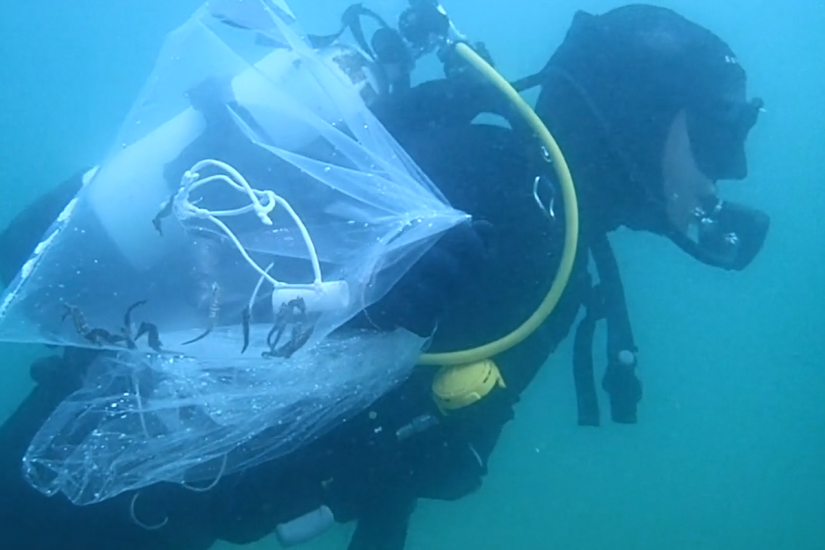 A diver carries babies to the release location