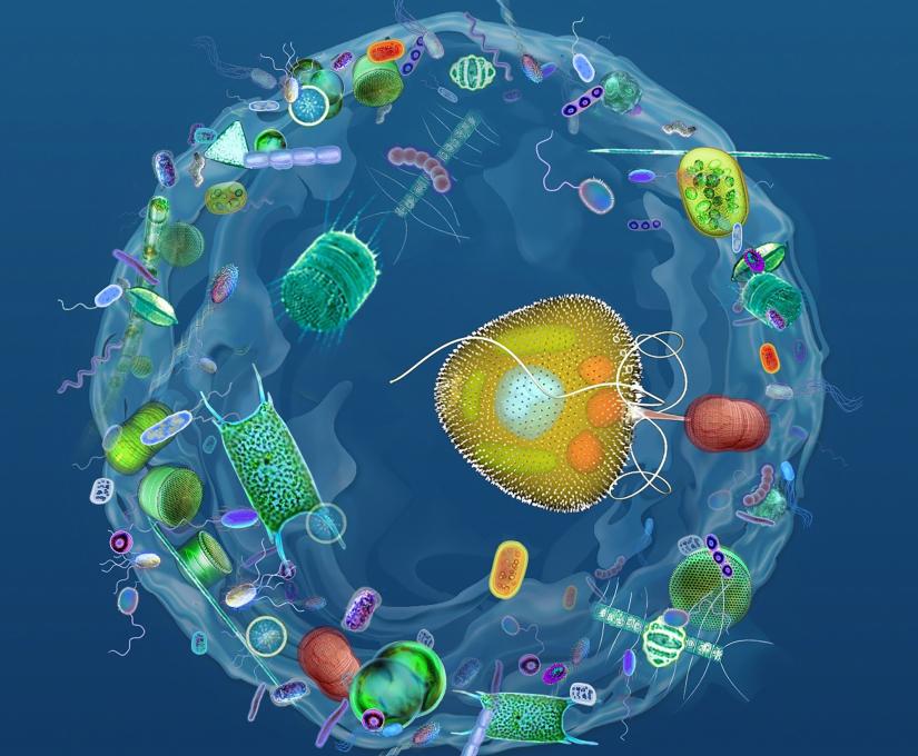 An infographic showing the mixotrophic protist Prorocentrum cf. balticum within a ‘mucosphere’ that has trapped microscopic prey.