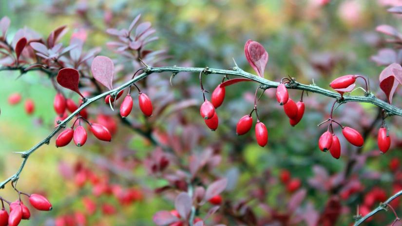 Barberry bush