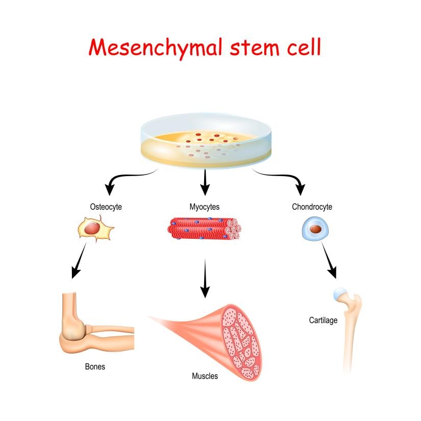 Mesenchymal stem cells