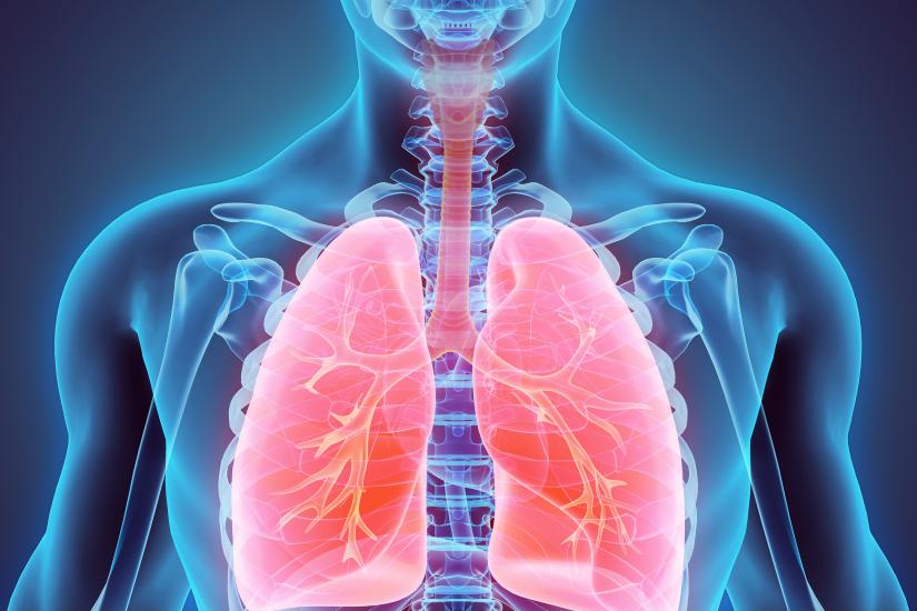 Graphic rendering of human lungs