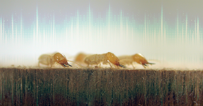 Close up of termite.