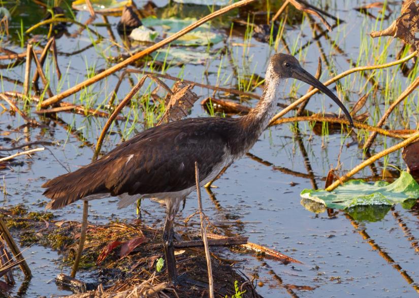 Straw-necked Ibis. Image: Geoff Whalan / Flickr