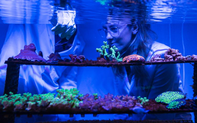 Dr Emma Camp crouches next to an aquarium to look at a rack of corals.
