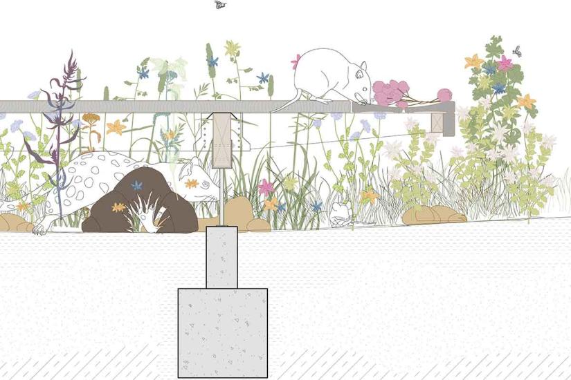 A drawing showing how elevated boardwalks create space of people and nature to co-exist