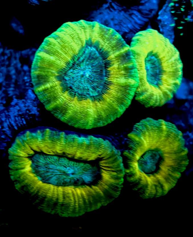 Fluorescent Lobophyllia sp – a coral from Heron lagoon Photo by Anya Salih
