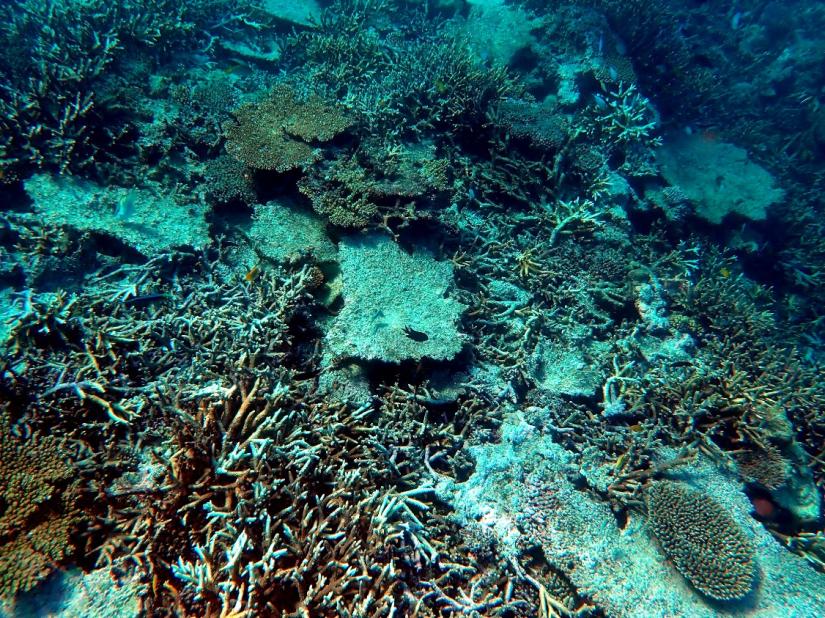 Heron Island reef slope after the bleaching event. Photo: Rob Brennan