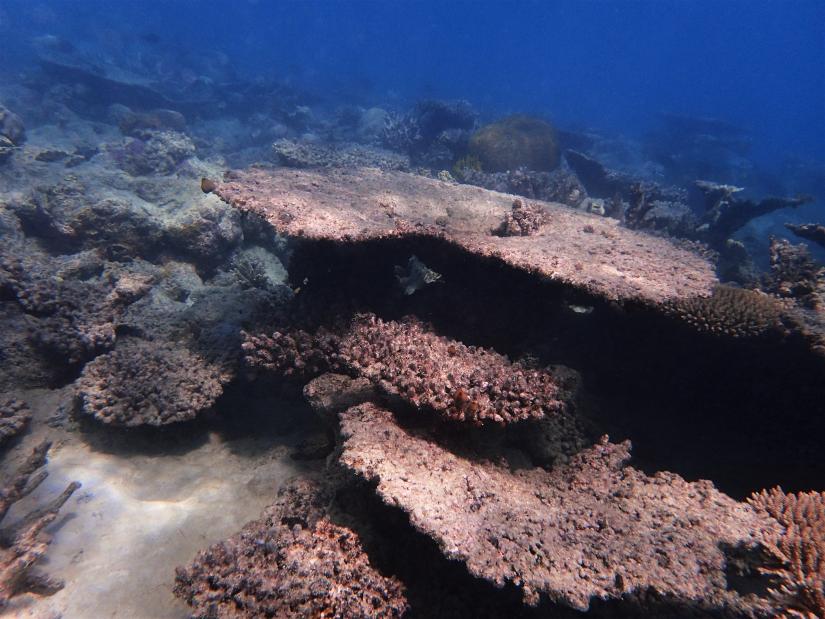 a degraded reef site on the Norther Greater Barrier Reef after the 2016-2017 mass coral bleaching events (credit E.Camp)