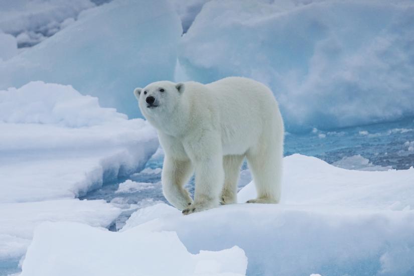 Polar bear. Photo: Rebecca Duncan
