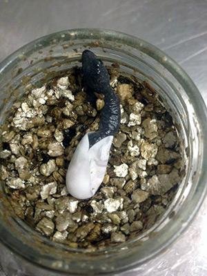 A tiny velvet gecko hatches from an egg in the lab