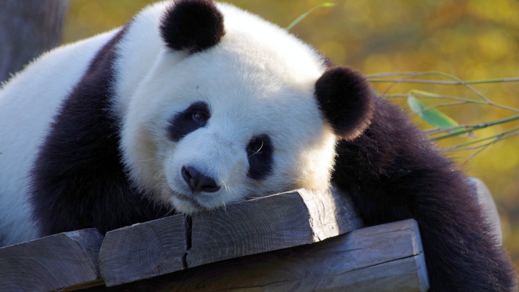 1588317173710-panda