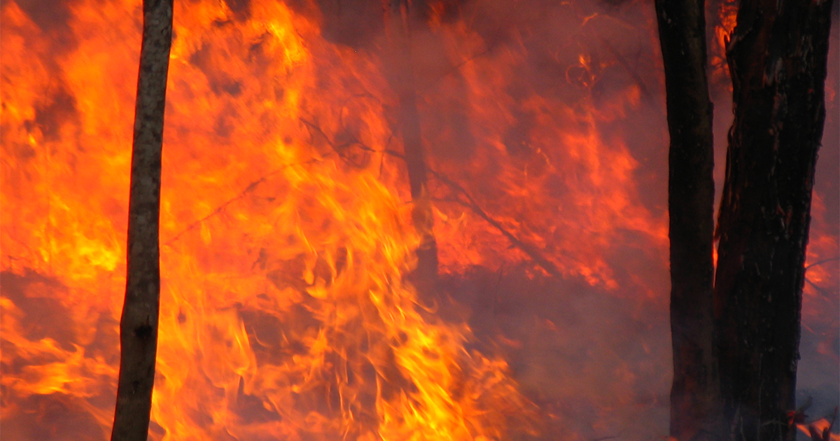 Bushfire closeup showing orange and yellow flames and blackened tree trunks