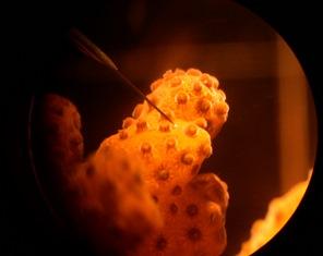 C3 research uses microsensor technology to study individual Symbiodinium in coral. Photo: D.Wangpraseurt