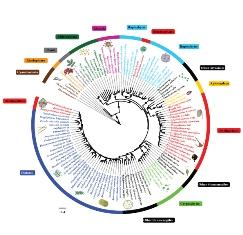 Fatty acid synthase gene phylogeny in eukaryotes