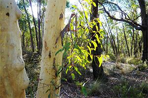 Professor Derek Eamus has has led the development of an early warning system that, when attached to trees, can alert communities when excessive groundwater is being extracted