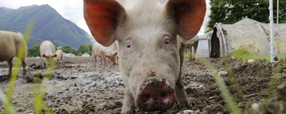 Large-scale intensive livestock production generates huge volumes of animal waste contaminated with veterinary antibiotics, further driving global antibiotic resistance