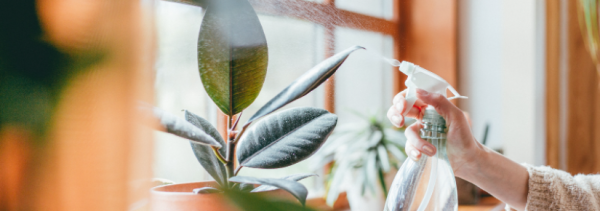 A person's hand holds a spray bottle, misting a fig plant's leaves.