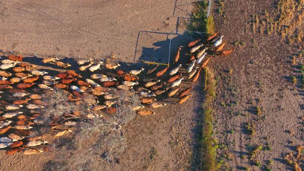800x450%20Aerial%20view%20of%20outback%20cattle
