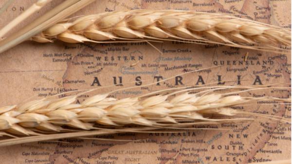 800x450%20Ear%20of%20barley%20on%20brown%20map%20of%20Australia