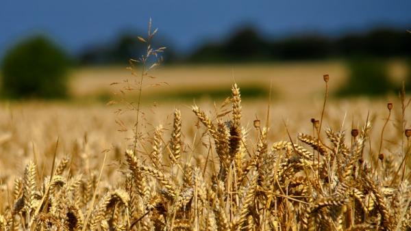 800x450%20Flickr_Jon%20Bunting_wheat