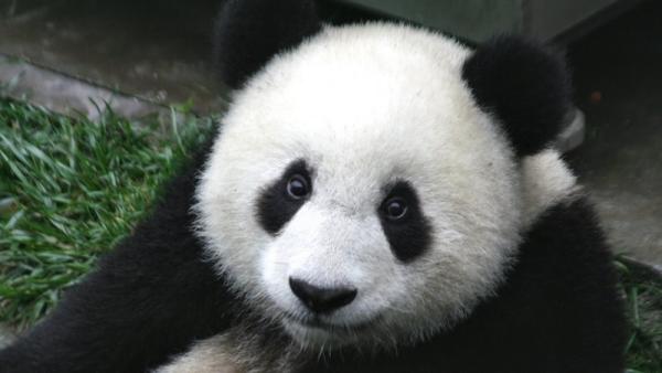 Panda%20800x450