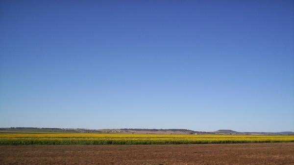 Sunflower%20crop%20QLD%20DavidMarsh%20800x450