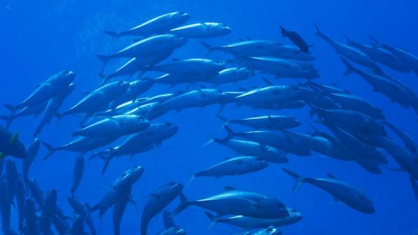 Trevally_Shutterstock_800x450_0