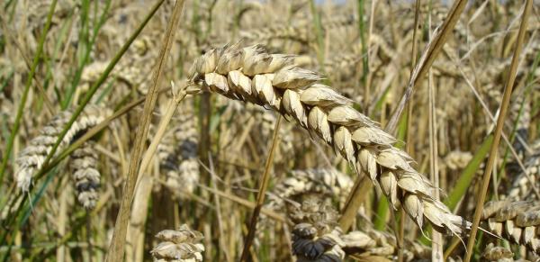 Wheat%201000x485_0