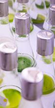 Photo of algae tubes