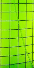 Photo of algae
