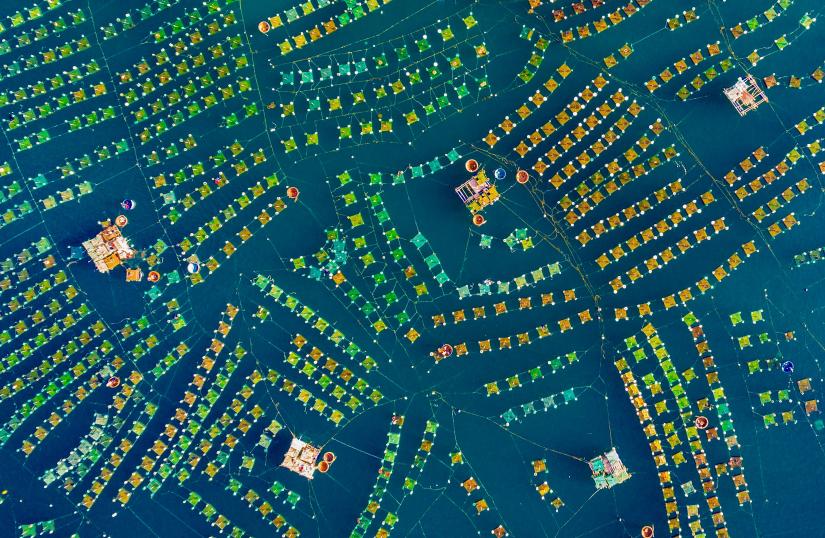 Aerial view of lobster farm in Phu Yen