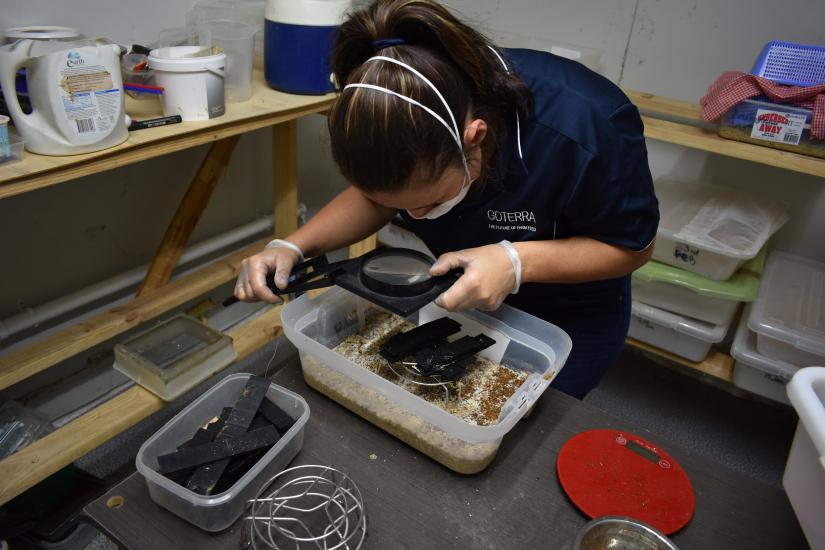 Woman inspects maggots
