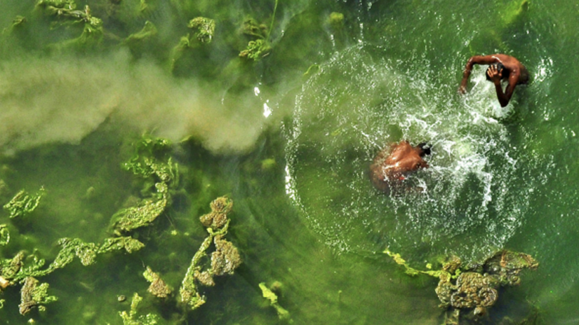 An aerial shot of two people swimming in bright green water with algae on the top of it.