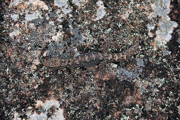 Spot the gecko. Image taken at Morton National Park study site