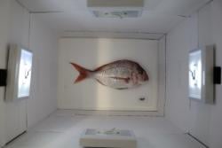 Image of fish inside the light box