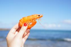 Image focused on a cooked prawn being held in the air with the ocean and a breaking wave in the background
