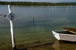 UTS:C3 expertise in toxic coastal algal bloom monitoring and identification is being used to protect human and environmental health and valuable shellfish and fishing industries