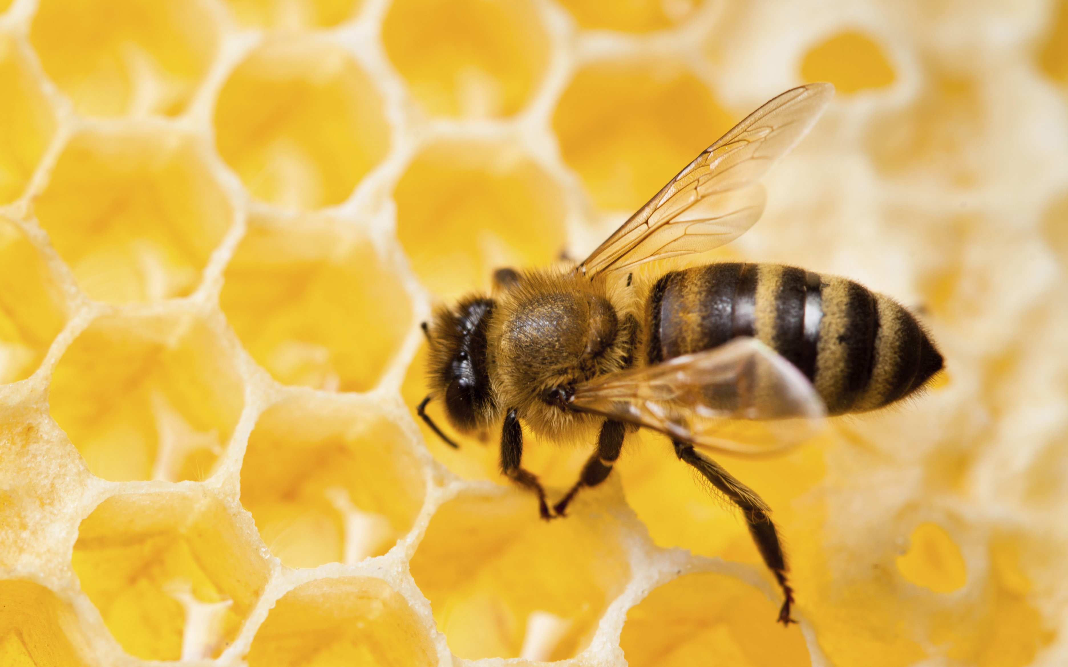 Why health providers may be turning to plan 'bee' | University of