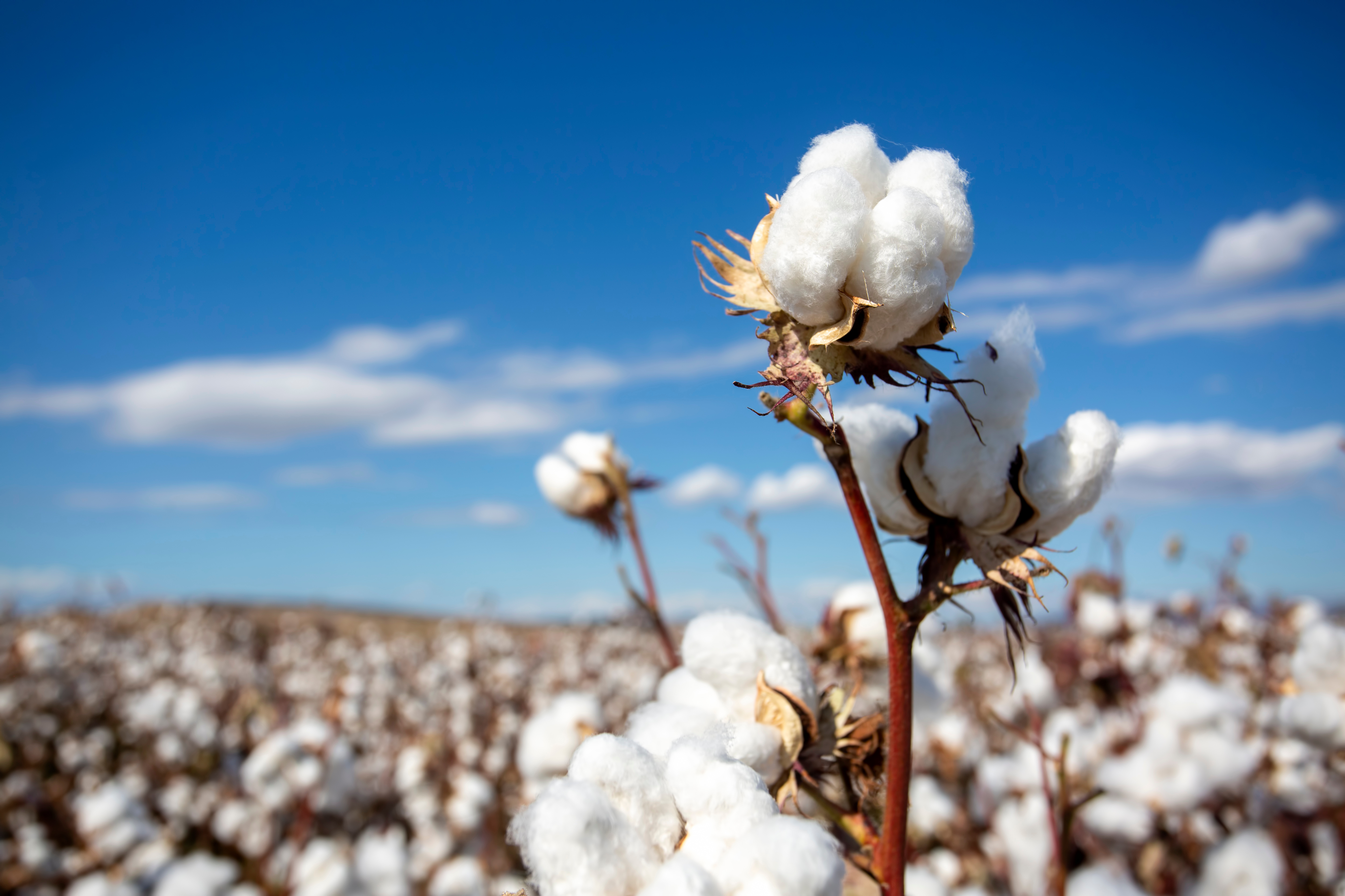 Cotton industry under the pump from climate change