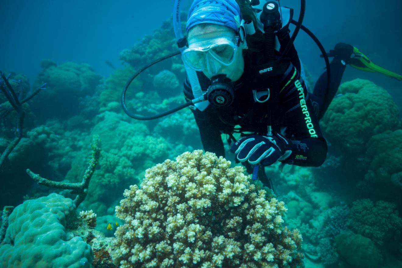 Dr Emma Camp and coral on the Great Barrier Reef (photographer: Rolex/Franck Gazzola)