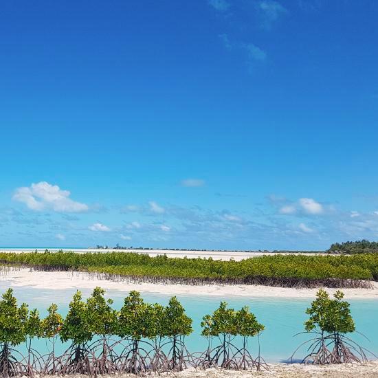 tropical beach with mangroves